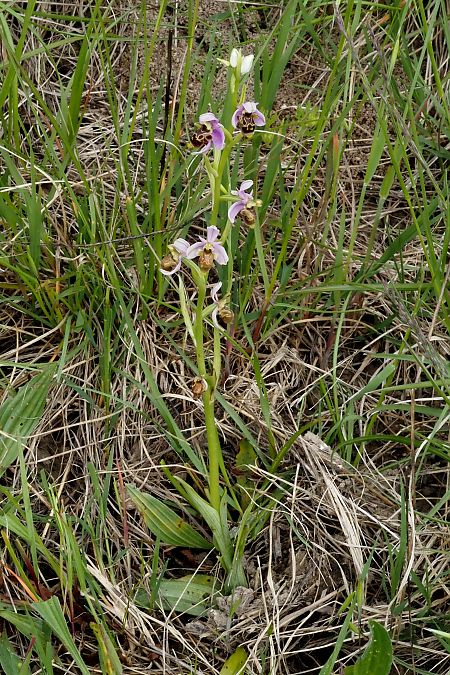 Ophrys scolopax  - Jany Husson