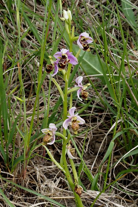 Ophrys scolopax  - Jany Husson