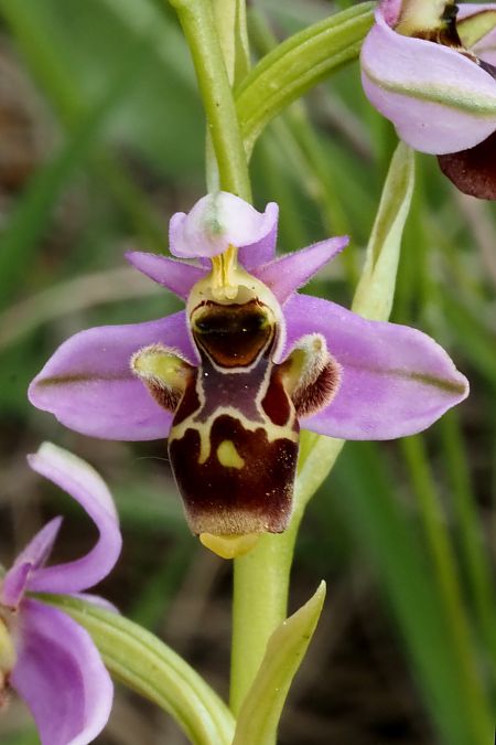 Ophrys scolopax  - Jany Husson