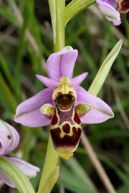 Ophrys scolopax  - Jany Husson