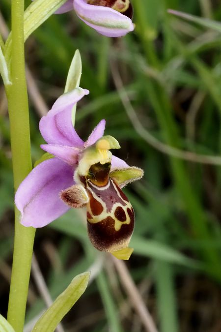 Ophrys scolopax  - Jany Husson