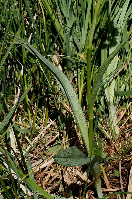 Dactylorhiza maculata subsp. elodes  - Jany Husson