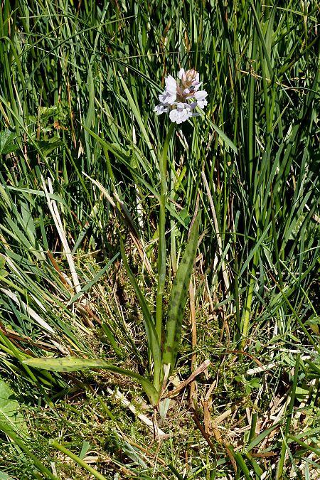 Dactylorhiza maculata subsp. elodes  - Jany Husson