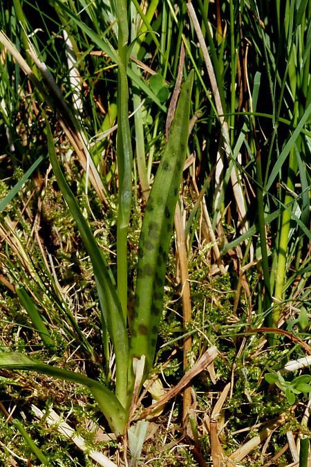 Dactylorhiza maculata subsp. elodes  - Jany Husson