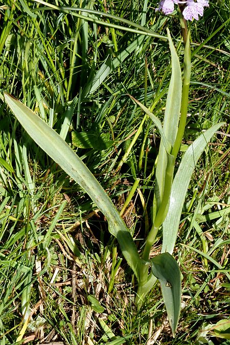 Dactylorhiza maculata subsp. elodes  - Jany Husson