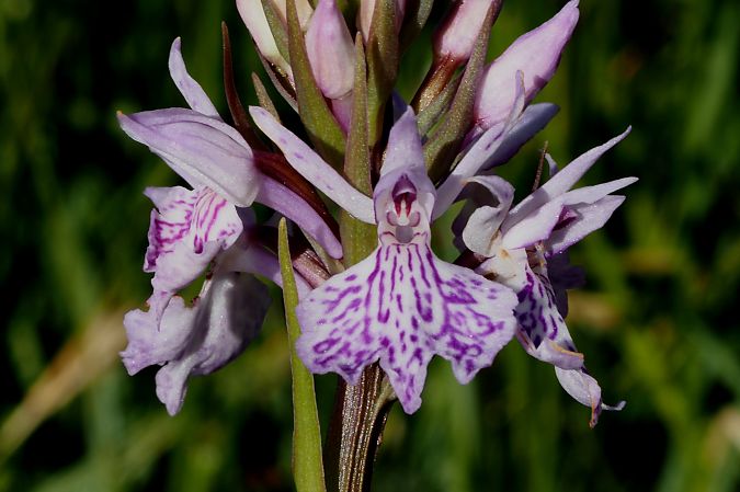 Dactylorhiza maculata subsp. elodes  - Jany Husson