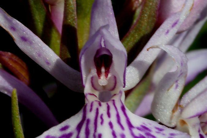 Dactylorhiza maculata subsp. elodes  - Jany Husson