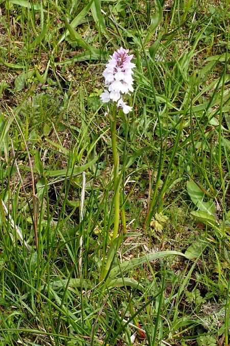Dactylorhiza maculata subsp. elodes  - Jany Husson
