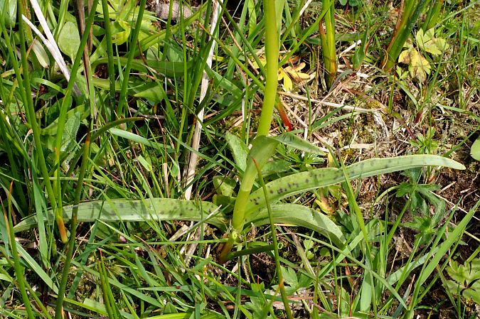 Dactylorhiza maculata subsp. elodes  - Jany Husson