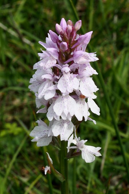 Dactylorhiza maculata subsp. elodes  - Jany Husson