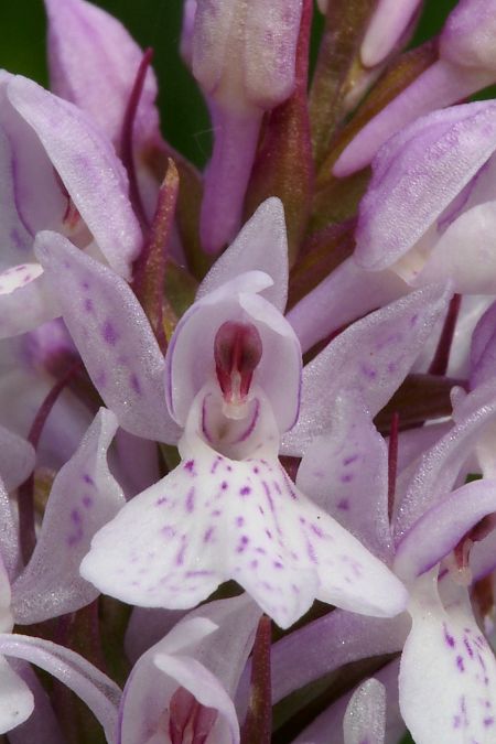 Dactylorhiza maculata subsp. elodes  - Jany Husson