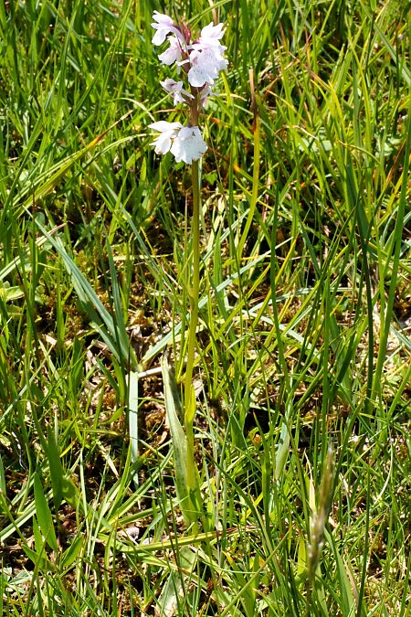 Dactylorhiza maculata subsp. elodes  - Jany Husson
