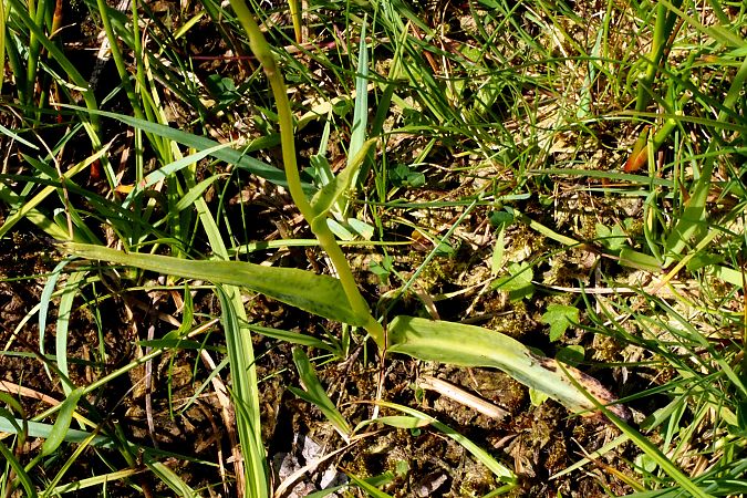 Dactylorhiza maculata subsp. elodes  - Jany Husson