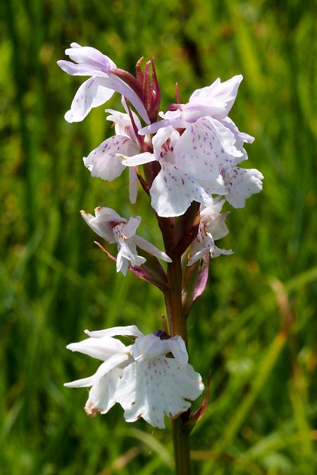 Dactylorhiza maculata subsp. elodes  - Jany Husson