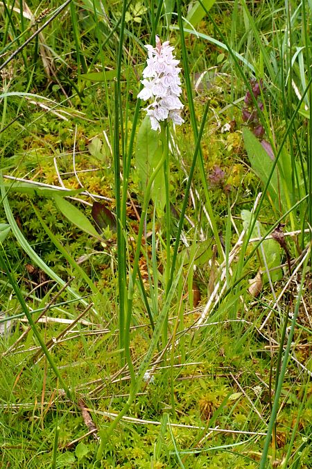 Dactylorhiza maculata subsp. elodes  - Jany Husson