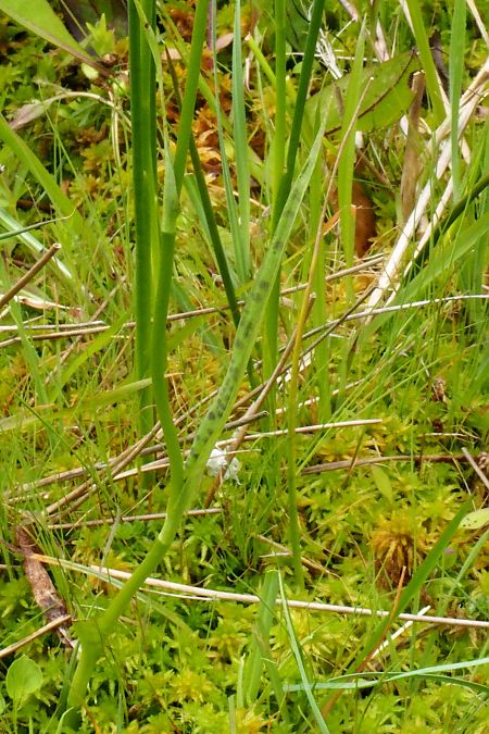 Dactylorhiza maculata subsp. elodes  - Jany Husson