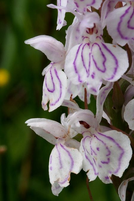 Dactylorhiza maculata subsp. elodes  - Jany Husson