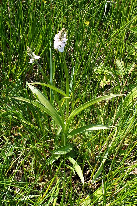Dactylorhiza maculata subsp. elodes  - Jany Husson