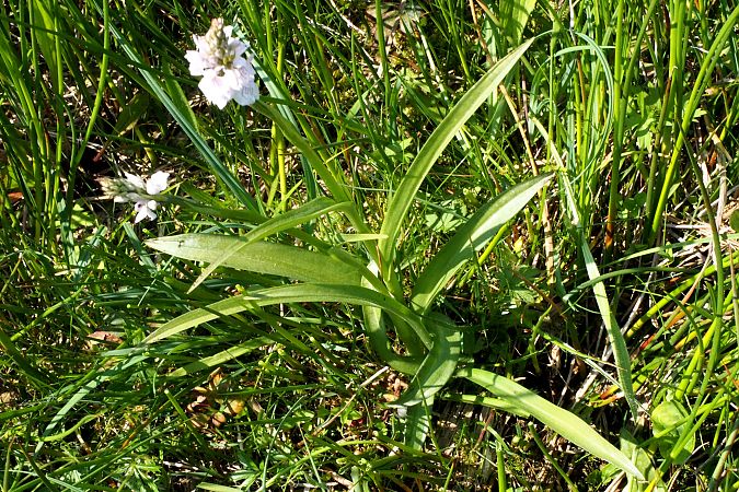 Dactylorhiza maculata subsp. elodes  - Jany Husson