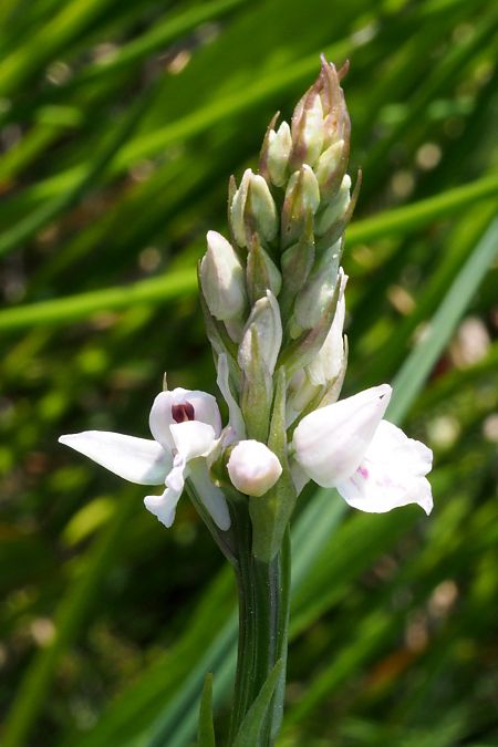 Dactylorhiza maculata subsp. elodes  - Jany Husson