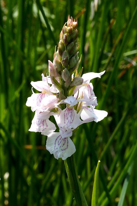 Dactylorhiza maculata subsp. elodes  - Jany Husson
