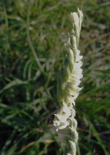 Spiranthes spiralis  - Laurent Fourneret