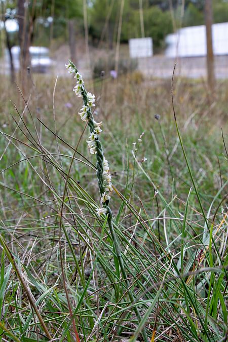 Spiranthes spiralis  - Patrick Serra