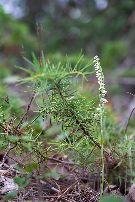 Spiranthes spiralis  - Patrick Serra