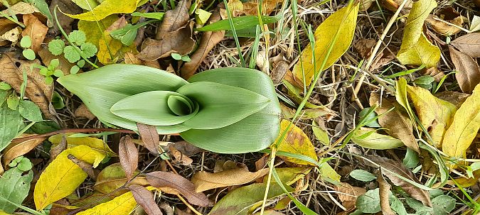 Himantoglossum hircinum  - José Miguel Martins Da Silva