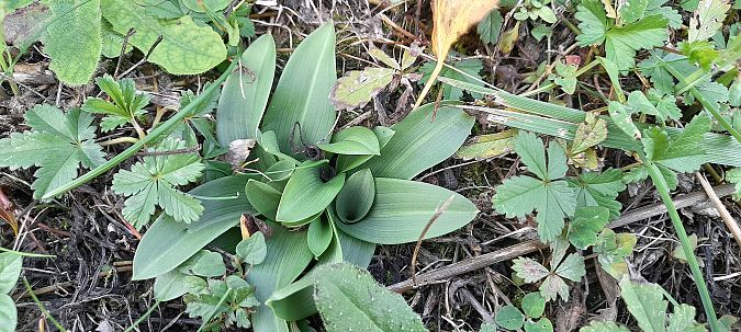 Ophrys apifera  - José Miguel Martins Da Silva