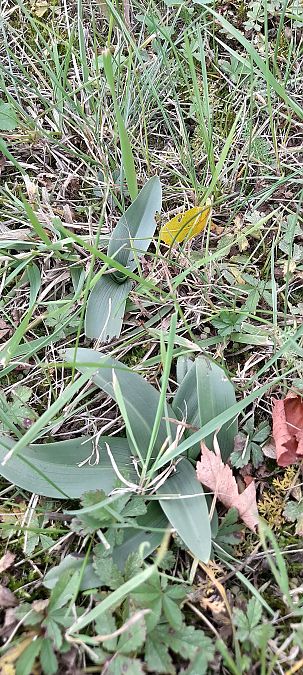 Ophrys apifera  - José Miguel Martins Da Silva