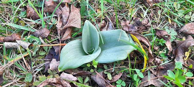 Himantoglossum hircinum  - José Miguel Martins Da Silva