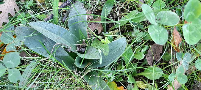Ophrys apifera  - José Miguel Martins Da Silva