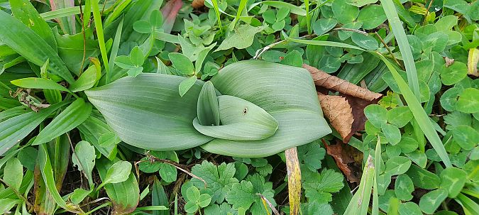 Himantoglossum hircinum  - José Miguel Martins Da Silva