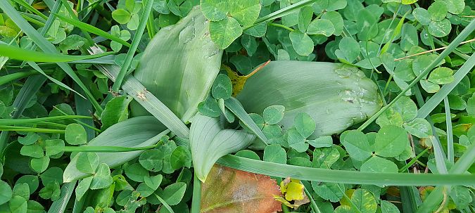 Himantoglossum hircinum  - José Miguel Martins Da Silva