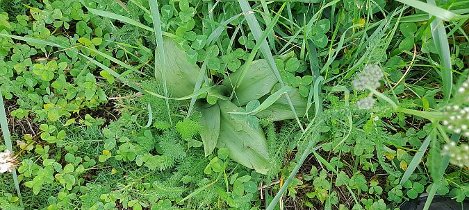 Himantoglossum hircinum  - José Miguel Martins Da Silva
