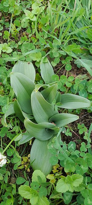 Himantoglossum hircinum  - José Miguel Martins Da Silva