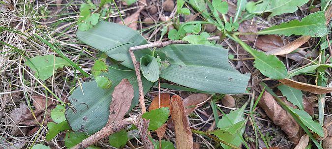 Ophrys apifera  - José Miguel Martins Da Silva