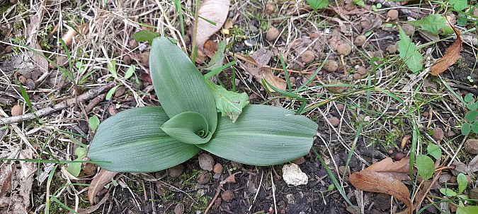 Ophrys apifera  - José Miguel Martins Da Silva