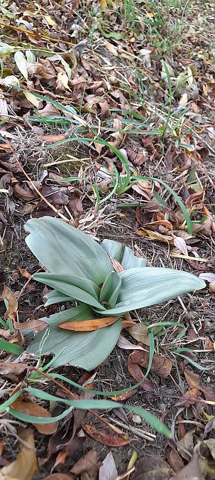 Himantoglossum hircinum  - José Miguel Martins Da Silva