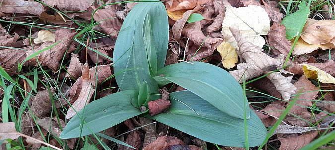 Ophrys apifera  - José Miguel Martins Da Silva