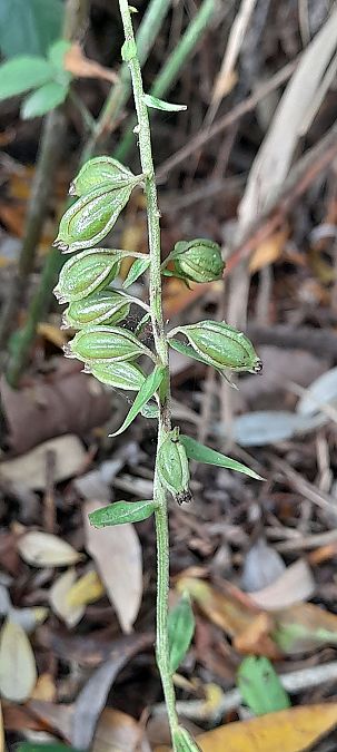 Epipactis helleborine var. minor  - José Miguel Martins Da Silva