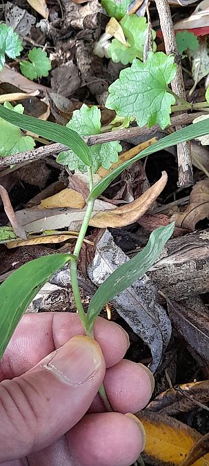 Epipactis helleborine var. minor  - José Miguel Martins Da Silva