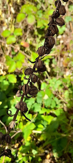 Epipactis helleborine  - José Miguel Martins Da Silva