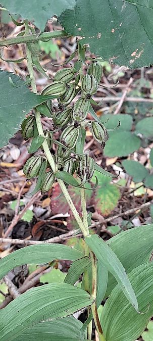 Epipactis helleborine  - José Miguel Martins Da Silva