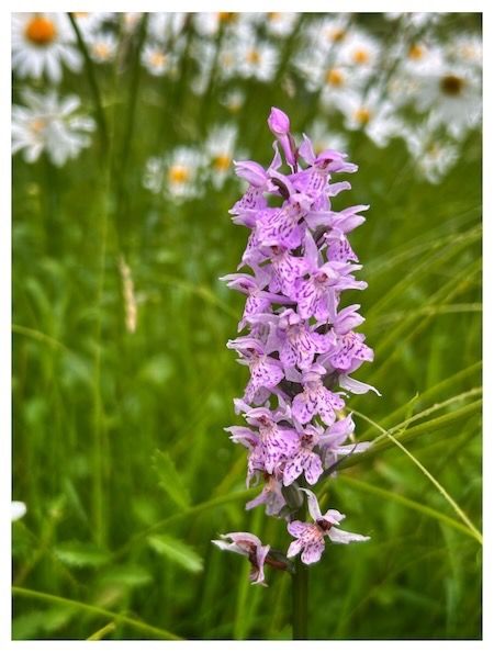 Dactylorhiza fuchsii  - Michel Guebel