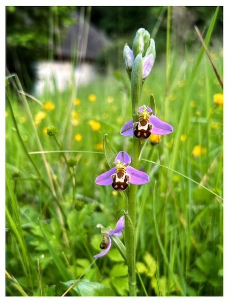 Ophrys apifera  - Michel Guebel