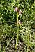 Ophrys corbariensis  - Jany Husson