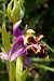 Ophrys corbariensis  - Jany Husson