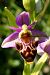 Ophrys corbariensis  - Jany Husson